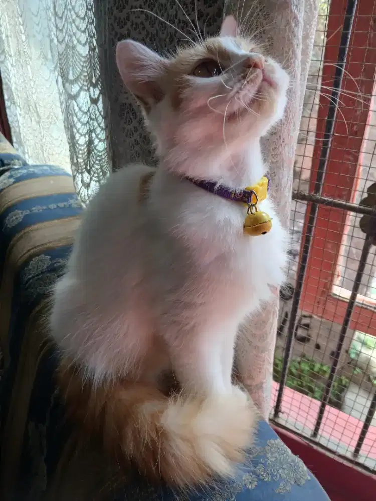 Lepas Adopsi Kucing Betina