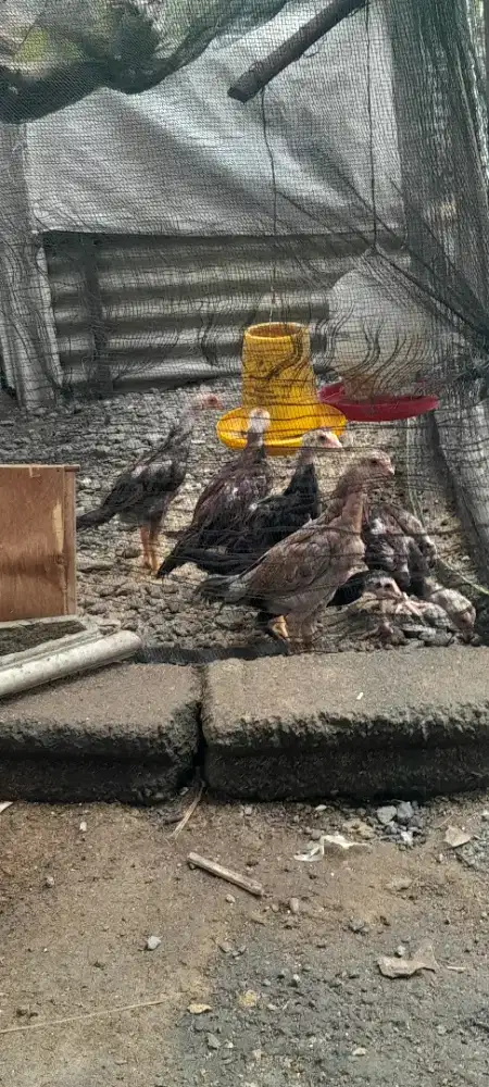 Hewan ayam bangkok 5758