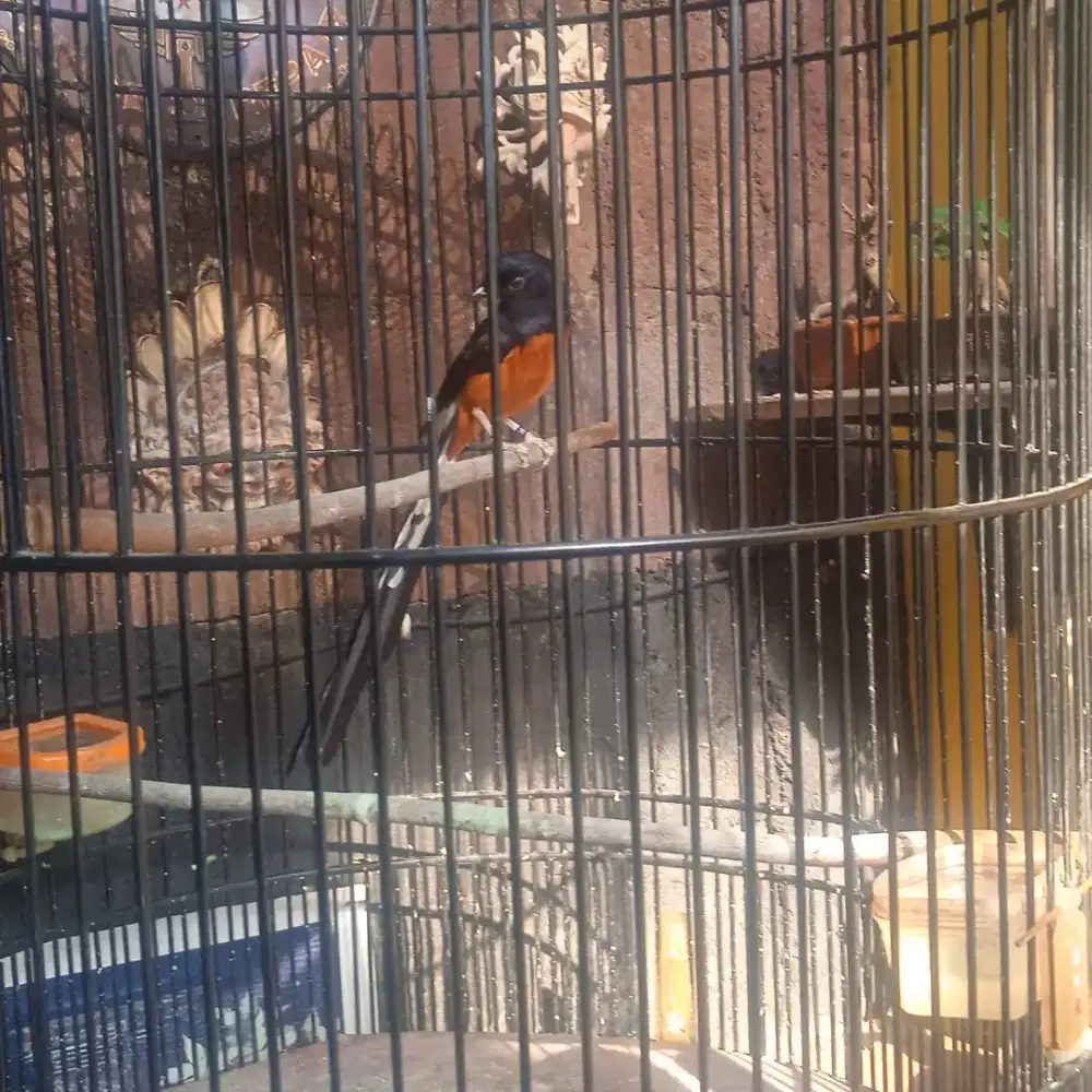 Murai batu fullset gacor dorrr