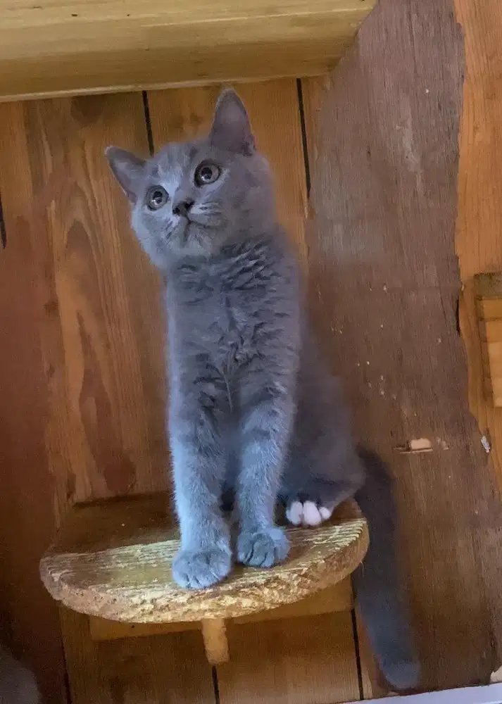 Kucing kitten bsh betina