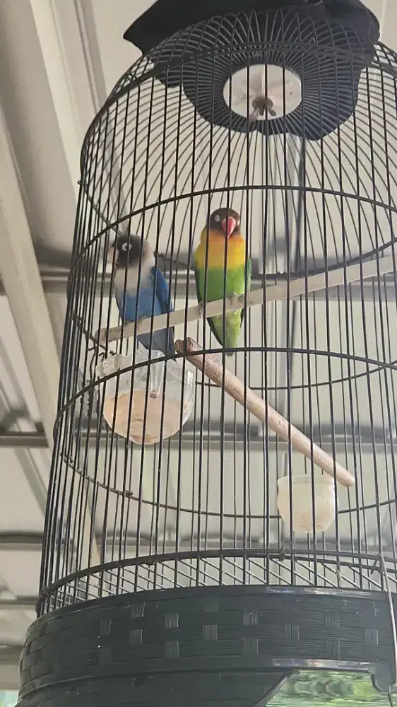 love bird sepasang gacor bonus kandang dan kerudung nya