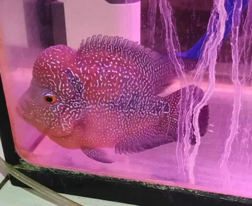 Louhan kamfa usia 14bulan + aquarium + fiilter