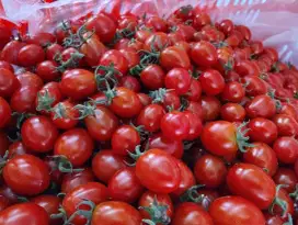 Jual tomat cherry baru panen