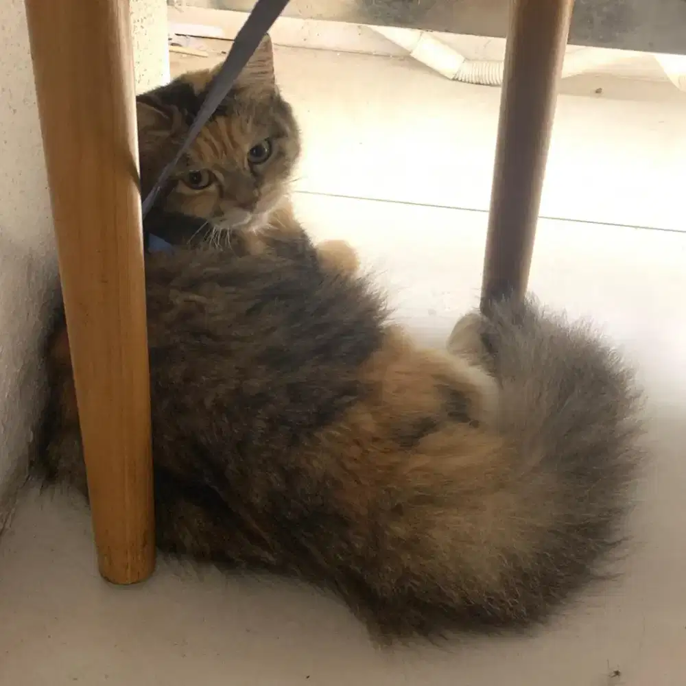 Kucing Siberian Banyak Bulu Halus Lembut Gemuk Cat 3 tahun Jinak Lucu