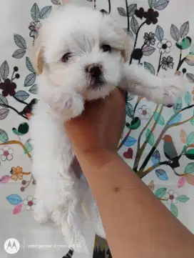 Anjing Shipo betina usia 1,5 bulan lucu