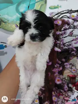 Anjing Shitzu mix betina motif lucu