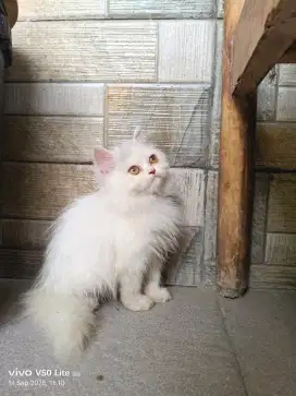 Kitten Persia Flatnose