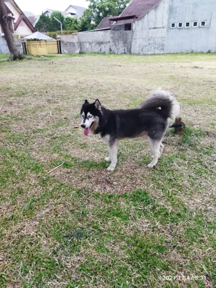 Anjing Siberian Husky