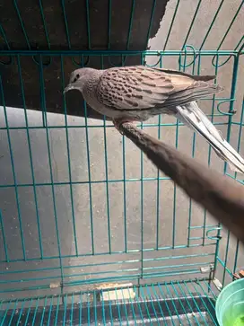 Tekukur Leopard Rajin