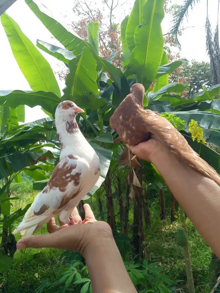 Merpati tomprang dan kolong bebas