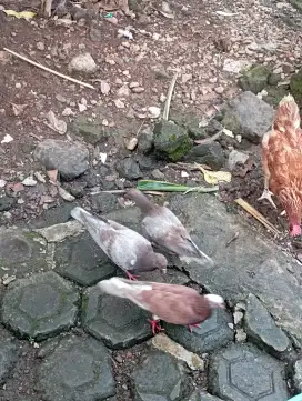 Burung dara merpati muda kelabu asep sepasang