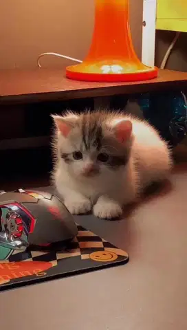 Munchkin bsh NS jantan