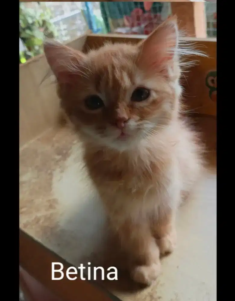 Kucing Persia Kitten