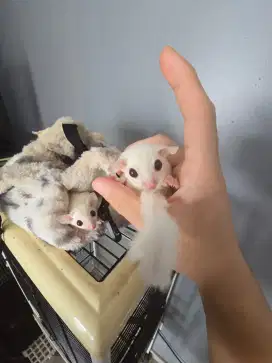 Sugar glider Joey Ruby leu