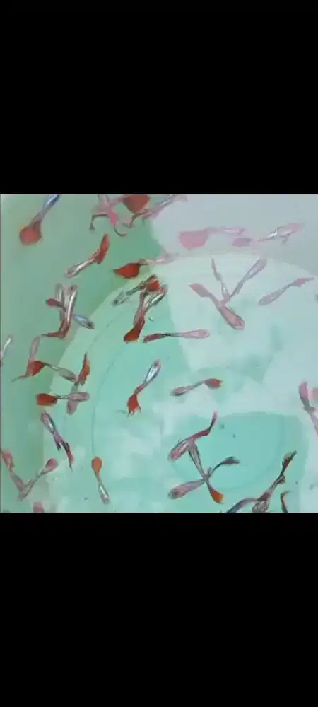 Ikan Guppy cendolan