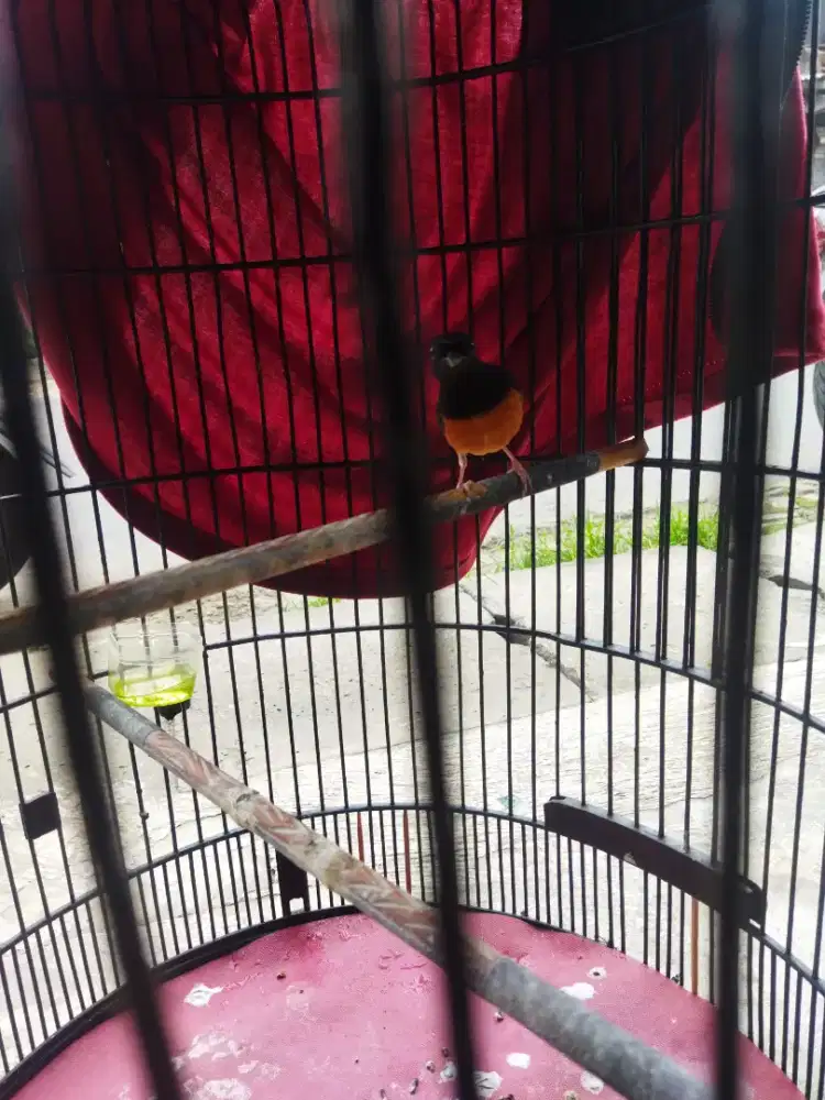 burung murai pastol