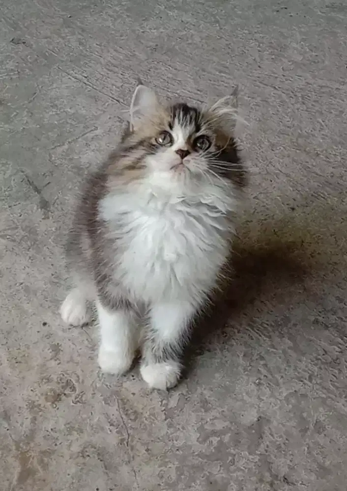 Kitten bulu super riwuk