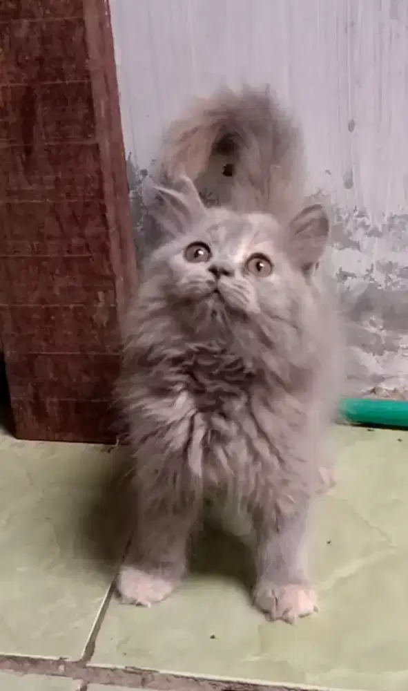 Kitten Flatnose abu