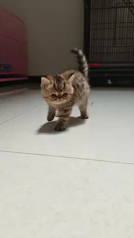KUCING LUCU SHORT HAIR MURAH