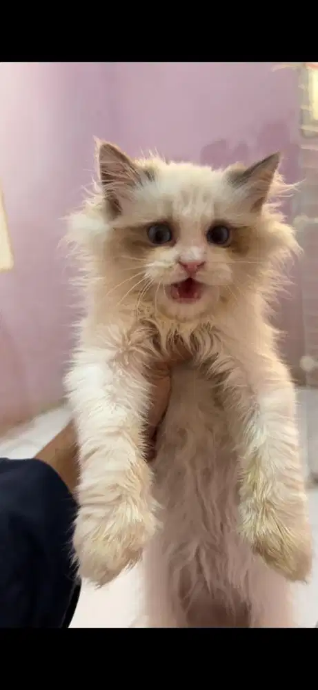 Kitten ragdoll jantan