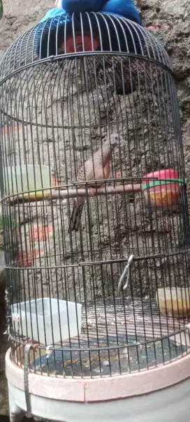 Jual cepat burung perkutut bangkok full set kandang ebot jaya