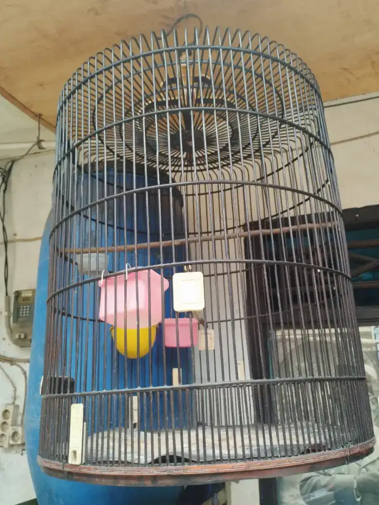 Sangkar murai batu
