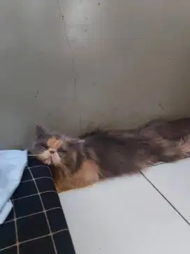 Kucing peaknose betina