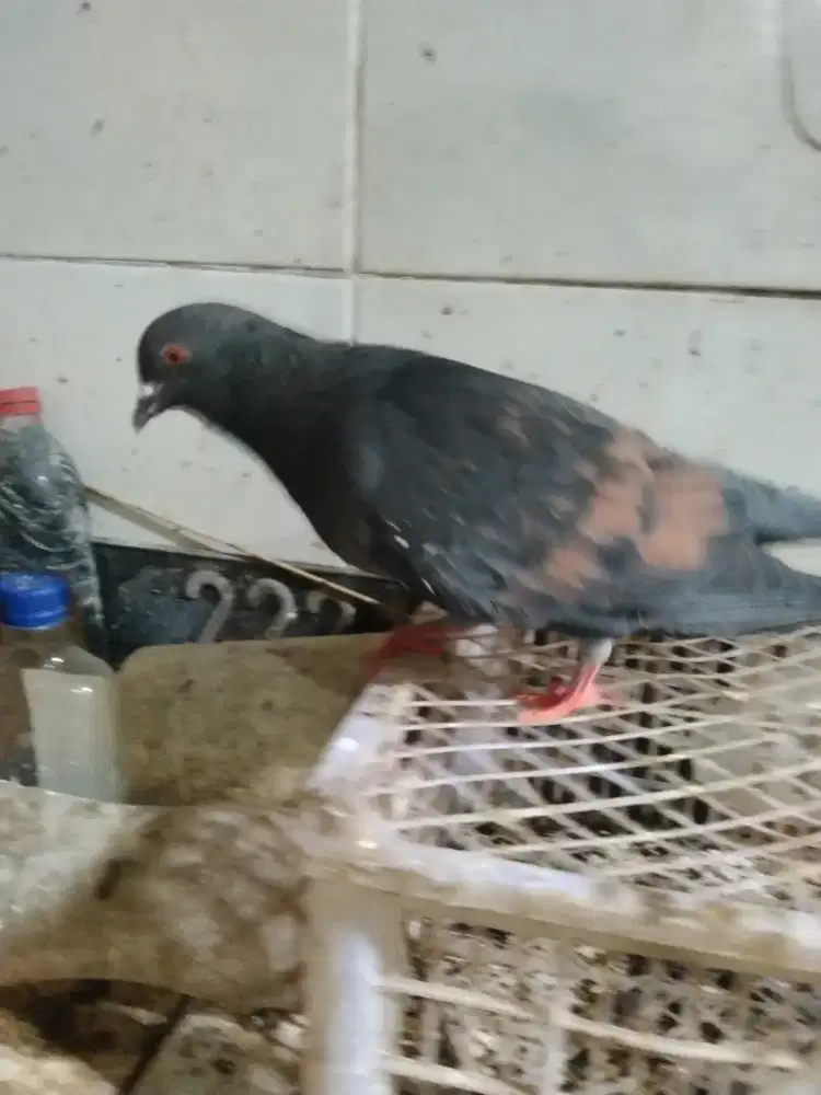 Burung sepasang