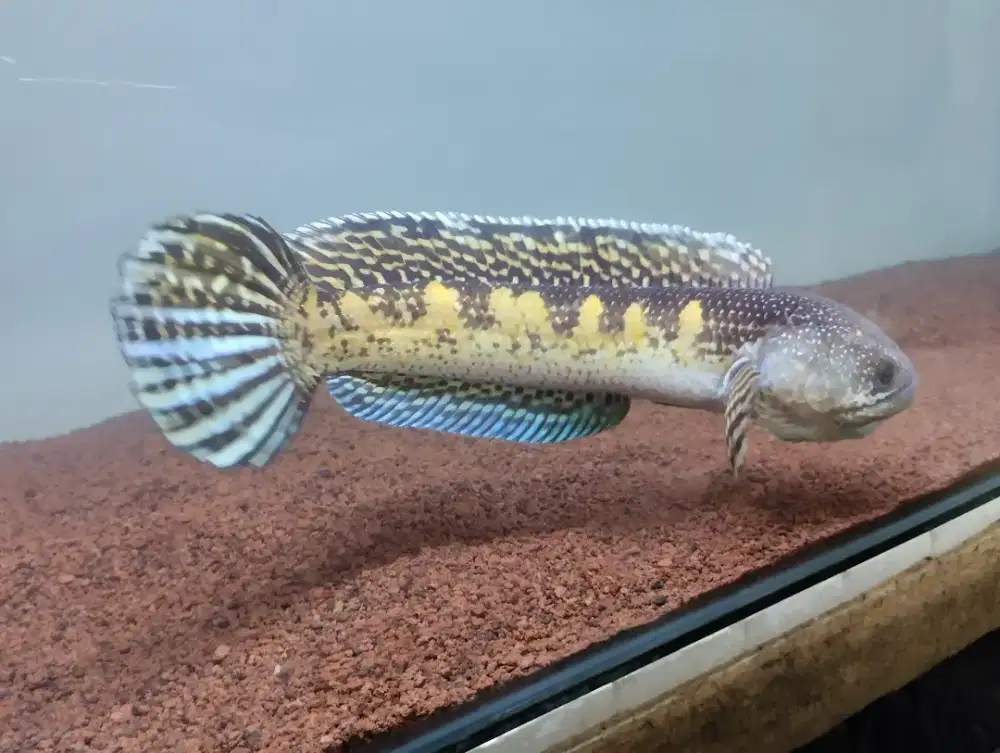 Chana auranti maculata
