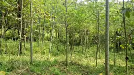 Dijual Tanah/Kebun Sengon