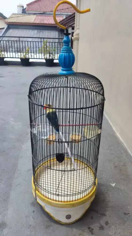 Burung Lovebird Rajin Bunyi