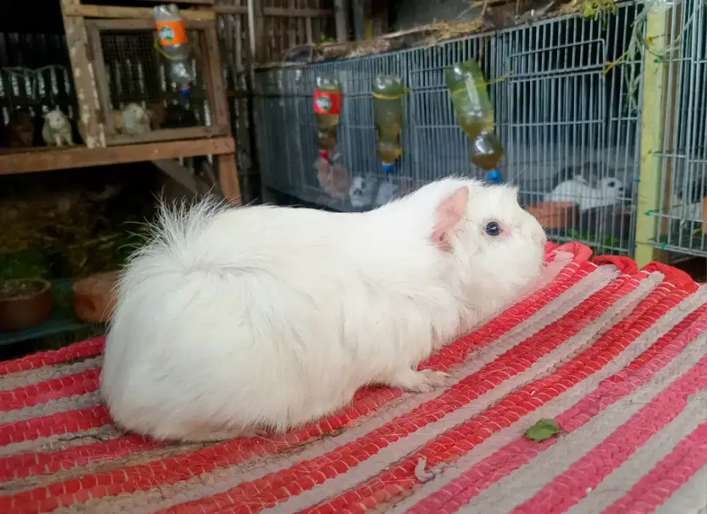 MARMUT HIAS siap ternak