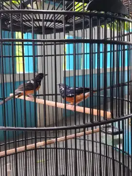 Sepasang Murai Batu Split