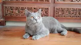Kucing British short hair BSH