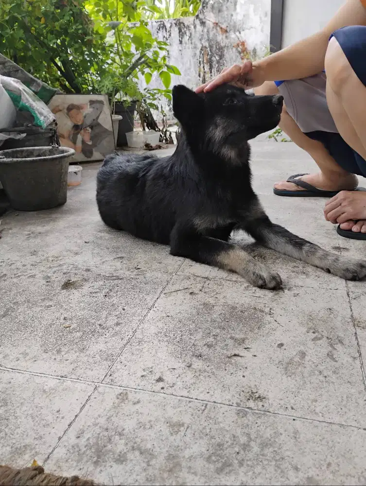 Anak anjing mixed herder betina
