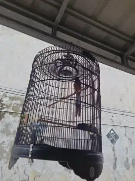 Murai gacor mapan fulset sangkar ebod