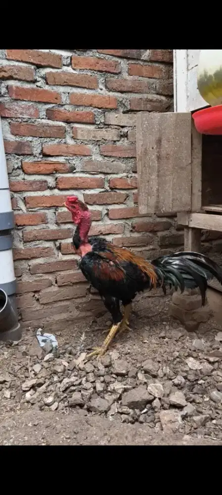 Jual ayam saigon