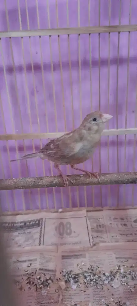 Dijual Burung kenari