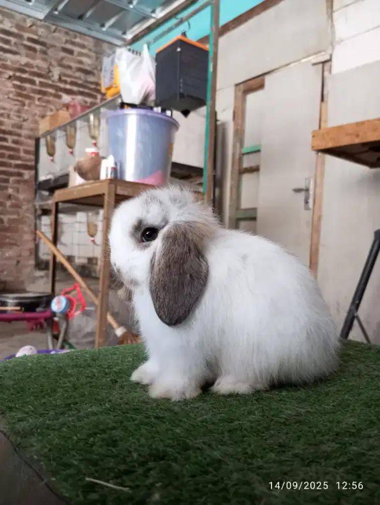 Kelinci Hollandlop mirip anjing