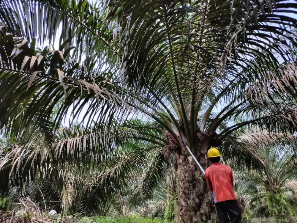 Dibutuhkan tenaga kerja