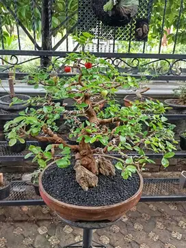 Bonsai Sianci medium usia 6thn+