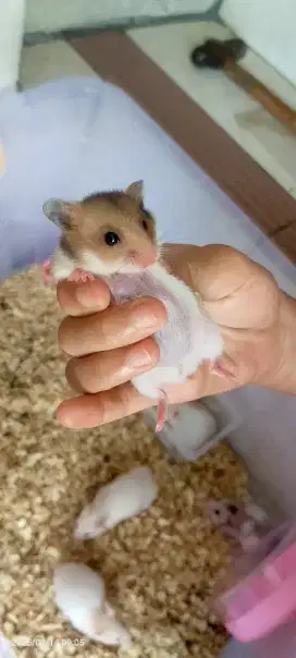 Hamster syirian rumahan
