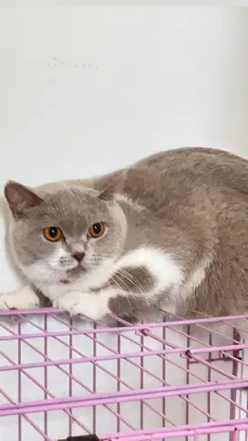 Kucing british shorthair bsh british short hair ped