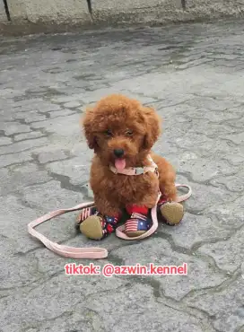 Jual 1 ekor anjing poodle jantan 3 bulanan surat lengkap
