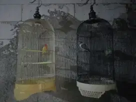 Dijual love bird plus kandang murah