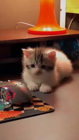munchkin bsh NS jantan