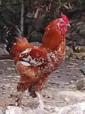 Ayam jago  Ganteng