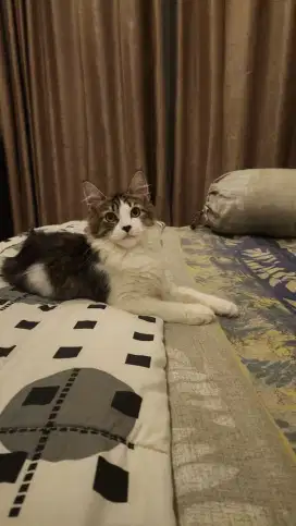 Kitten Mainecoon