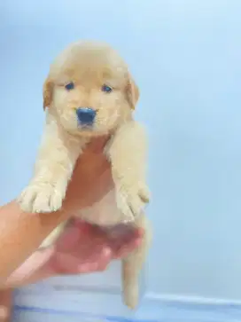 Anakan Anjing Golden