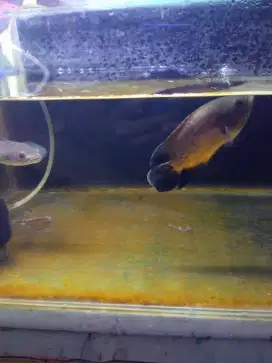 Ikan oscar tembaga